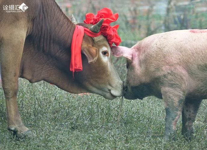贵州台江苗家牲畜有点怪 黄牛和猪亲近爱